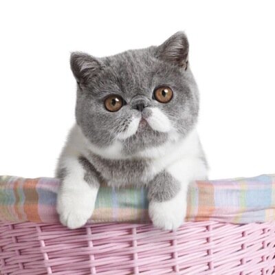 Hi