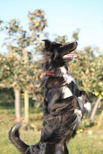 Studying Ad.Dip #Canine Behaviour Management | Behavioural Science | #BorderCollies | #Horses | Country Living | #TarlovCysts