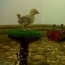 دهن المرقوقه (@ajooba240) Twitter
