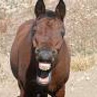 Mike (@mikeyhorse) 's Twitter Profile Photo Mike (@mikeyhorse) 's Twitter Profile Photo