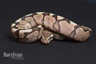 We are a small family based breeder, currently working with different pythons, boas, geckos, lizards and chameleons