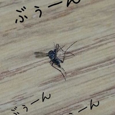 warabimotidai's profile image