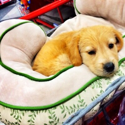 GOLDYHUSKY's profile picture. THE GOLDEN PUPPY - SiSTER OF @JODYHUSKY