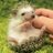 hrnzmg_photo's profile image