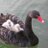 le_black_swan's profile image