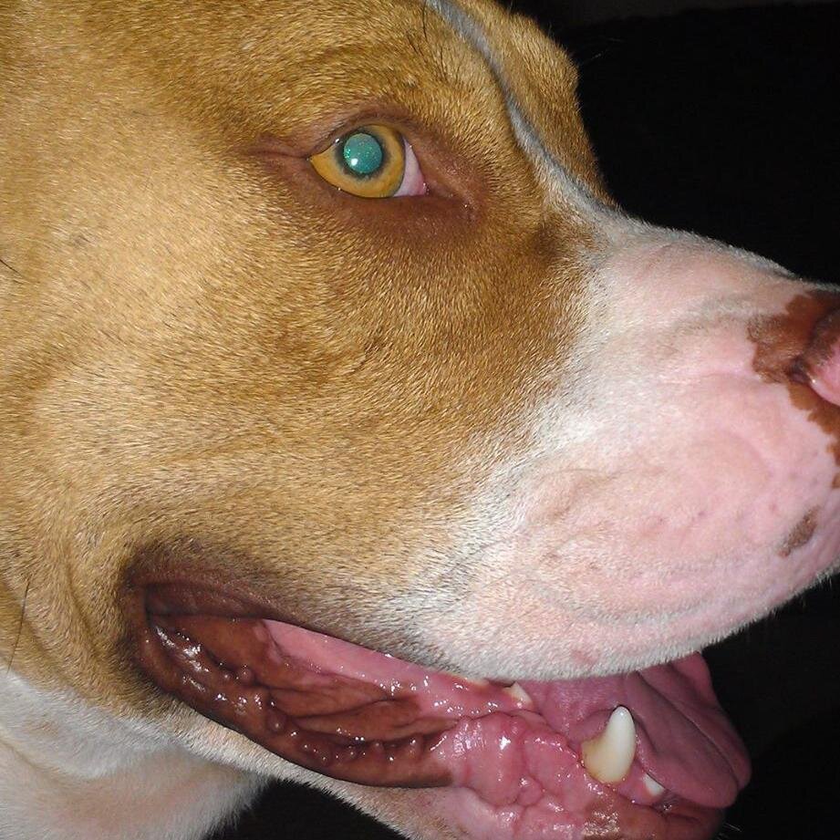 NBelichikITrusT's profile picture. 88 Kid. Eternally SuckER Free. BBoy til I Die. IN Belichik I Trust ! LA Laker$ 4 Life ! USC Football Trojans 4 Life !