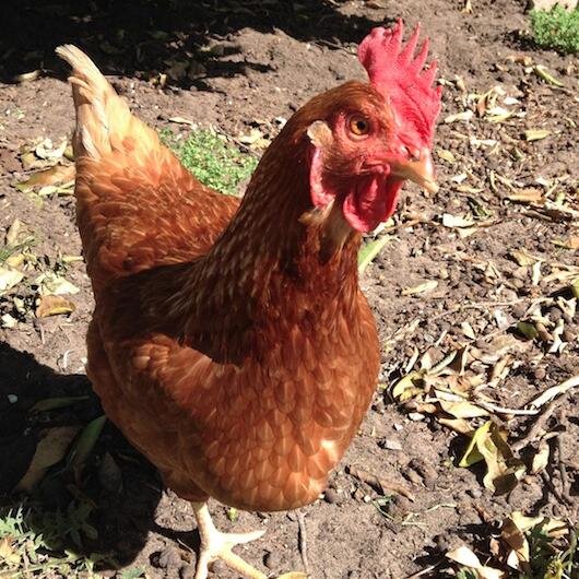 SandgroprGarden's profile picture. Sun - Sand - Surf - Sand - Seeds - Sand! :oP