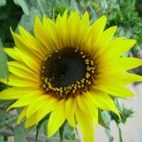 Nature Lover (@day_swing) 's Twitter Profile