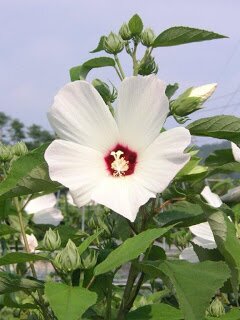 幸せに生きるために役に立ちそうな名言をつぶやきます。http://t.co/CZM2qvsuk1