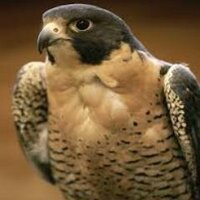 Gaith (@gaithline) 's Twitter Profile