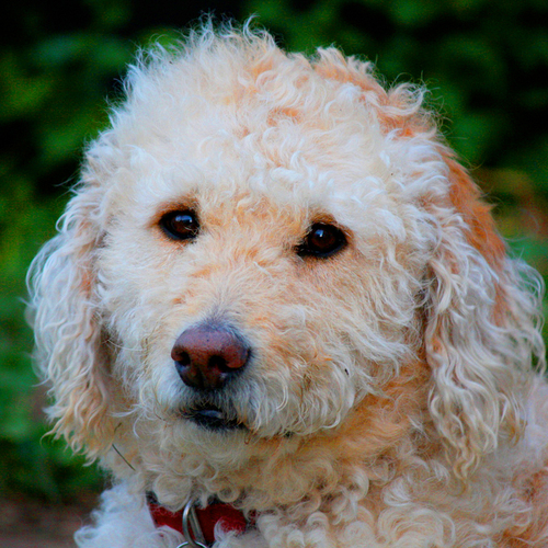 Cassie_Dog's profile picture. I am a labradoodle that enjoys lying in the sun, naps and chasing the cat. Woof!