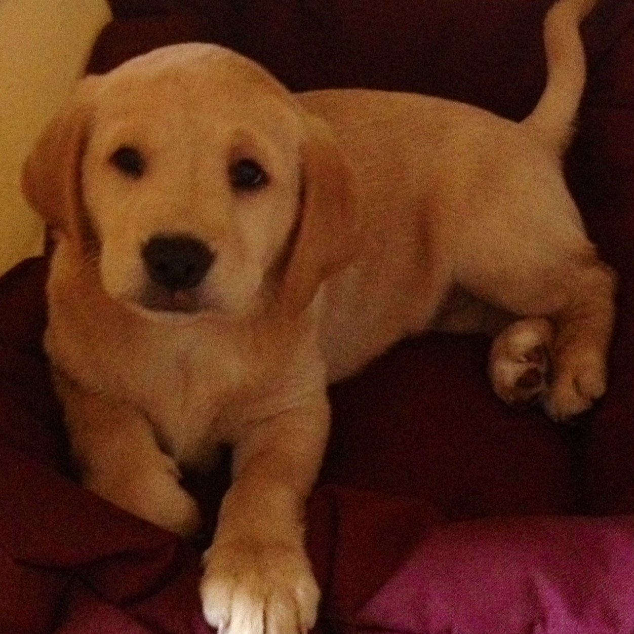 GracedamiGrace's profile picture. 