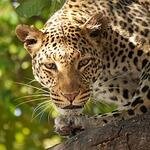 Explore Kenya and its great Wildlife and Beautiful Landscapes. Find Exceptional Tours Providers in Kenya all in one place at http://t.co/Qe0laGH6mR