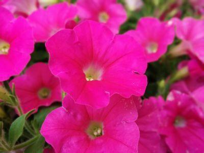 petunije's profile picture. Rasadnik Poljoprivrednog Gazdinstva Deheljan, bavimo se proizvodnjom i prodajom rasada cveća i povrća.
http://t.co/leWhyu6YfS