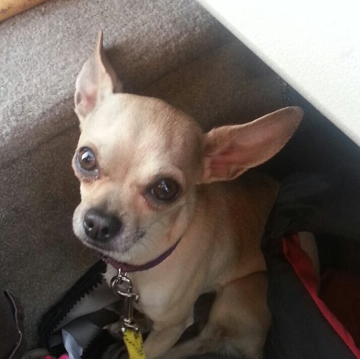 Fast_Eddie16's profile picture. I'm a Canadian/Mexican Chihuahua a huge Leafs fan and female dog enthusiast. Love the ladies  .#fasteddie