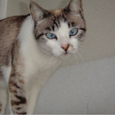 disafla's profile picture. 