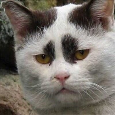 猫おじさん Kantarin1 のツイプロ