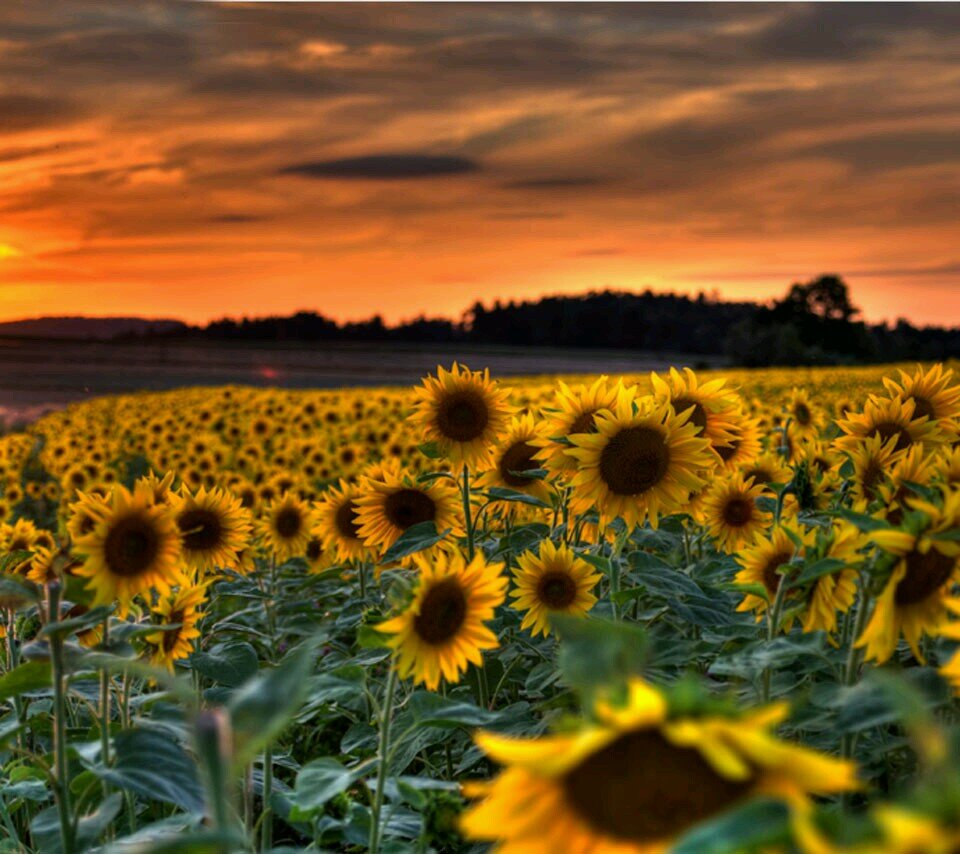 JMoBeeBee's profile picture. 