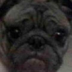 I am Evie The Pug and I like to sleep, eat and tweet.