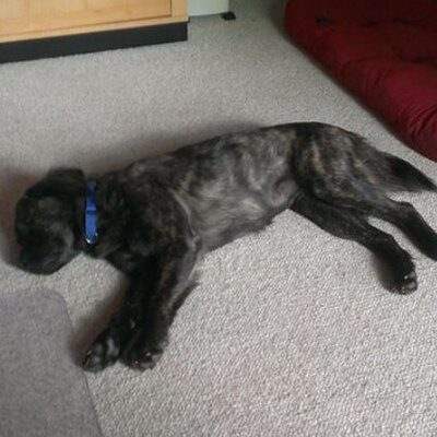 Profile Picture of Barbara Tilton (@MyFosterDogs) on Twitter