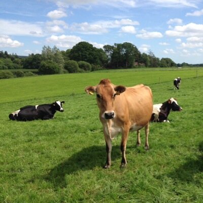 Andrew & Sharon Gow's, 450 cow dairy herd in the heart of the Golden Vale. Top 1% EBI.