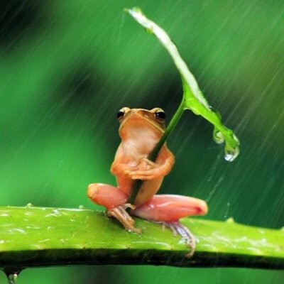 Notre monde est peuplé de nombreuses espèces animales plus rares et etonnantes les unes que les autres.