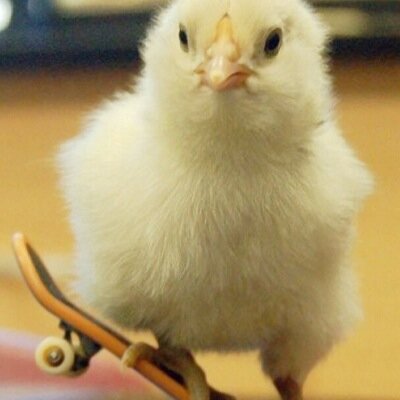 Follows