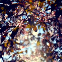 Suntharam Sumanghalyah (@s_suntharam) 's Twitter Profile