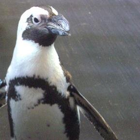 Spreading penguin cheer everyday.