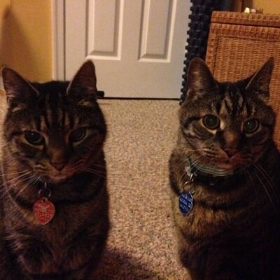 The cats Frank and Dean