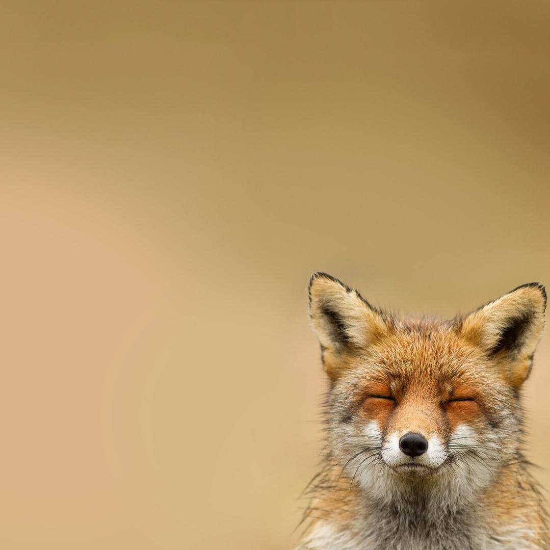 Marvintainment's profile picture. Yes