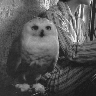 B_hedwig's profile picture. Búho nival hembra de plumaje blanco. Fiel compañera de Harry Potter. Muerta por una maldicion asesina, pero renacida por la magia de twitter. ¡Soy una hembra!