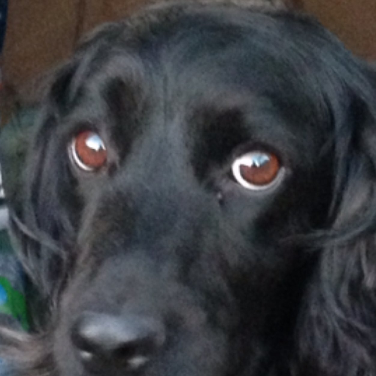 tikka22_250's profile picture. Agricultural Fieldsman for Iglo Food Group