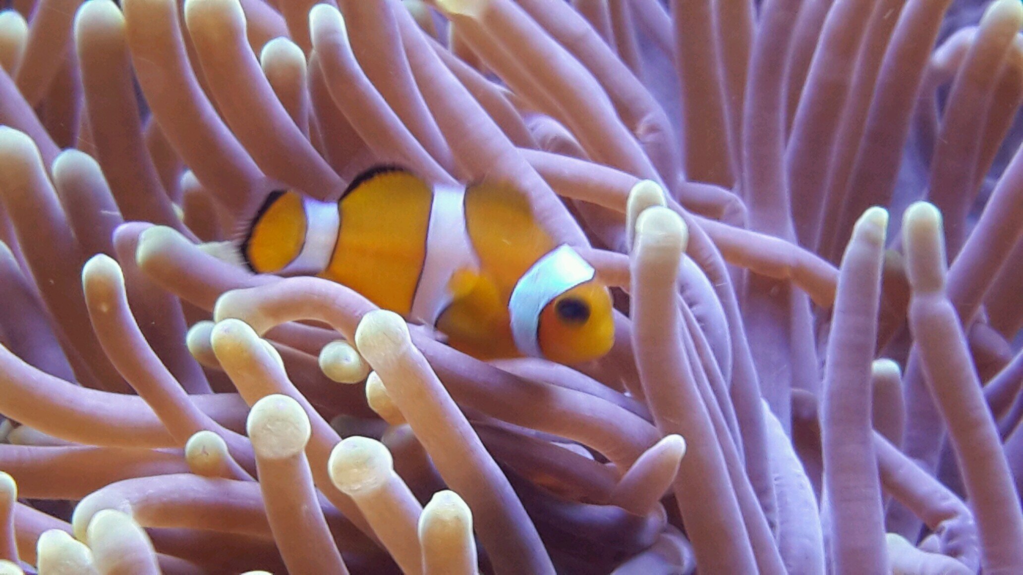 RSAlrami's profile picture. 