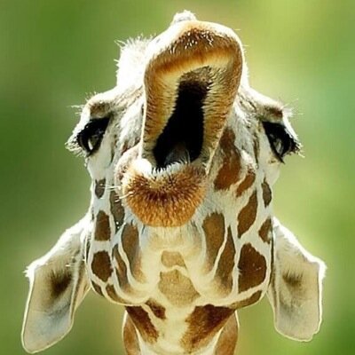 Crazy Giraffe Lady (@giraffe_ladyy) / Twitter