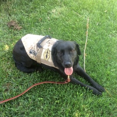 US Military Combat Veteran. Professional Dog Trainer.