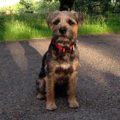 A cheeky little fella born in July 2012....has everyone wrapped round his little paw....proud member of the #btposse Emma & Alan - his human slaves!