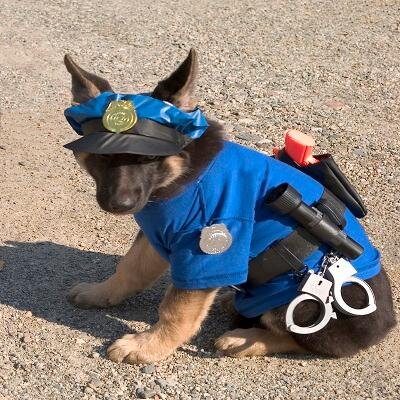 Best #GSD #Dog #Videos is for you to Watch and Share #GermanShepherd #Dogs with your Friends and Family Please #LIKE and #SHARE http://t.co/oCpU6Kpilm