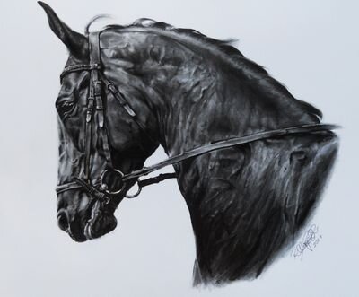 Young graphite artist specialising in pencil drawings of beloved animal companions.