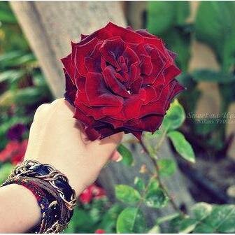 سبحاان الله وبحمده سبحان الله العظيم((
عااشقة للخوااطر))