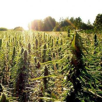 DatChamba's profile picture. 