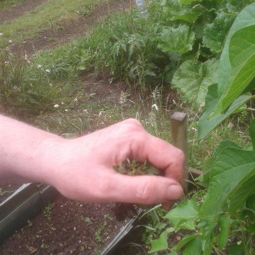 Liverpool supporter. Allotmenteer.