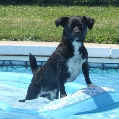 SincerelyLou15's profile picture. Living it and loving it, every minute of it.  My family, my dogs, my world.  Enough said.