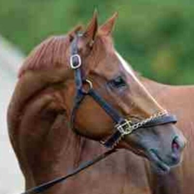 Official account. Raised at Sylmar Farm by my King of Prussia Stable family. The only thing I love more than peppermints is running faster than you.
