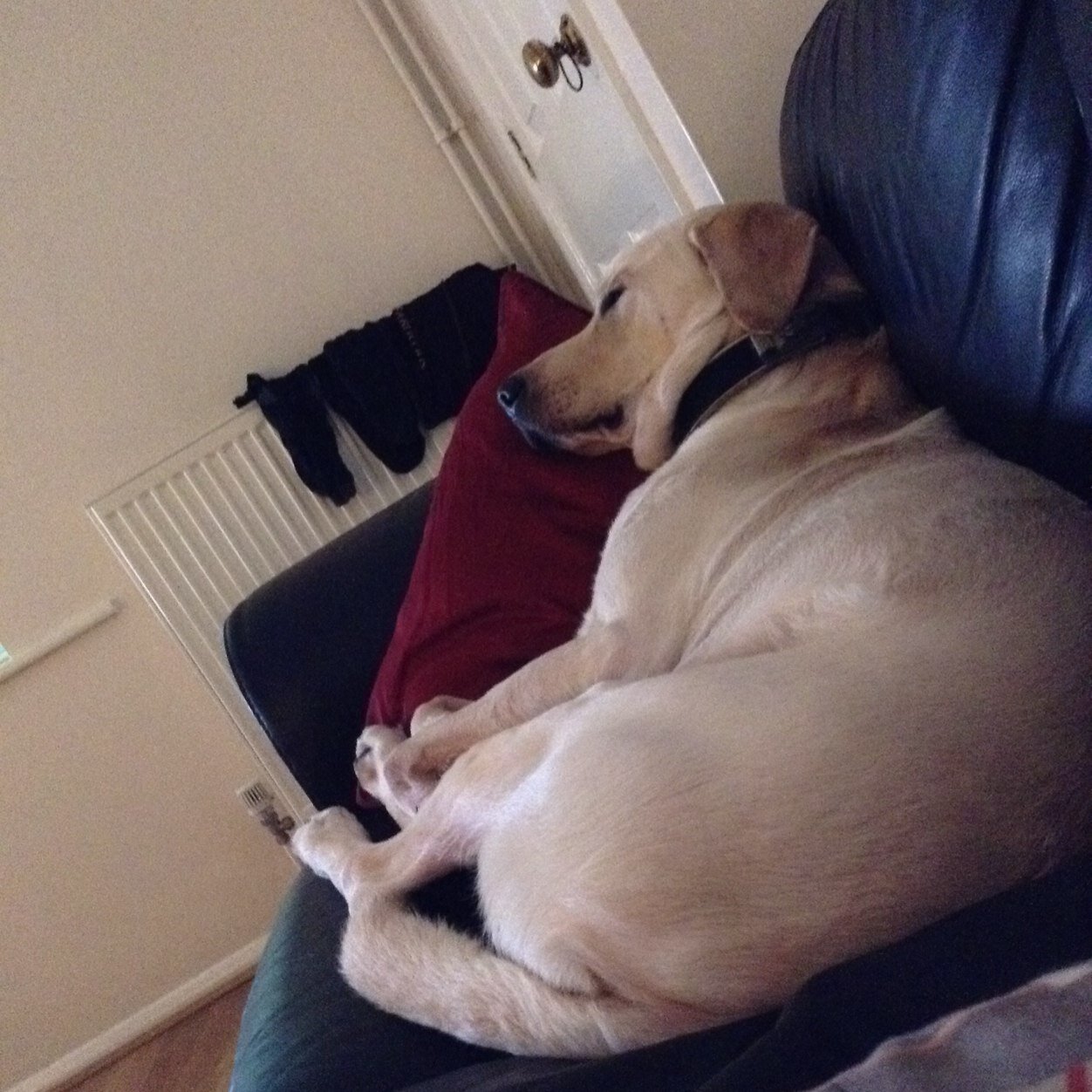 MlgRayzer's profile picture. 16|UK|Gb bangout|Gb tounry placings|Entered 2|Gold x0|Silver x2|Bronze x0|SnD Beast|Probably could have been 5k wih all the accounts i have had