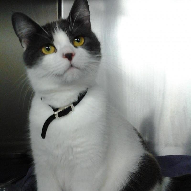 Chats et chiens en adoption