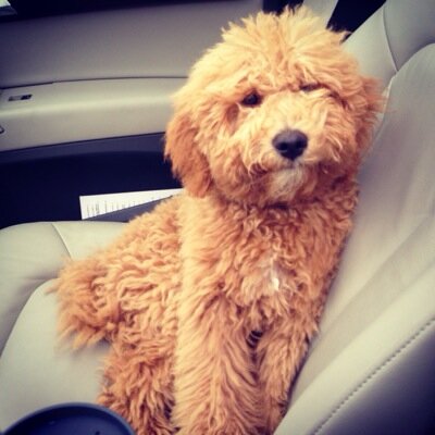 rudyfitzdoodle's profile picture. Hi, I'm Rudy the Labradoodle. I was born January 2014, live in Charlotte, NC and absolutely love life, sticks, playing ball and giving lots of kisses.