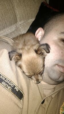 cmichelsilva's profile picture. O espirito nobre engrandalhesse o menor dos homens!