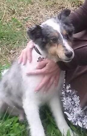 FindMactheDog's profile picture. Mac is a former award-winning show dog that has trained as therapy dog since 2008. On 6/28/14, @choicehotels let Mac out of my suite & lost him in Decatur, AL.