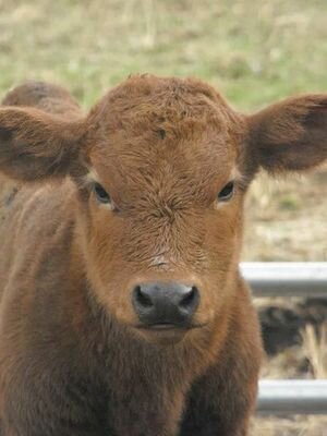 I am the show stopper. Livestock is my passion & my drive. Living the dream #stockshowlife in Texas.